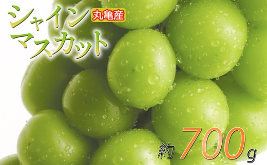 【先行予約】 パリッと甘い！ シャインマスカット 約700g 1房 冷蔵 マスカット ぶどう 葡萄 ブドウ フルーツ 果物 くだもの デザート 果実 美味しい 人気果物 人気フルーツ 旬のフルーツ 旬の果物 瀬戸内 果汁 フルーツ デザート 果実 青果 甘い 季節 国産 ふるさと納税マスカット ふるさと納税ぶどう 香川県 丸亀市