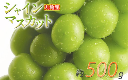 【先行予約】 パリッと甘い！ シャインマスカット 約500g 1房 冷蔵 マスカット ぶどう 葡萄 ブドウ フルーツ 果物 くだもの デザート 果実 美味しい 人気果物 人気フルーツ 旬のフルーツ 旬の果物 瀬戸内 果汁 フルーツ デザート 果実 青果 甘い 季節 国産 ふるさと納税マスカット ふるさと納税ぶどう 香川県 丸亀市