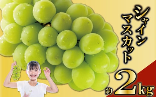 先行予約 シャインマスカット 2kg (2～5房) ぶどう 葡萄 ブドウ フルーツ 果物 くだもの 果実 フルーツ 旬 旬の果物 デザート スイーツ おやつ ゼリー ジュース 人気果物 人気フルーツ ランキング 香川 丸亀 2025年8月末から発送