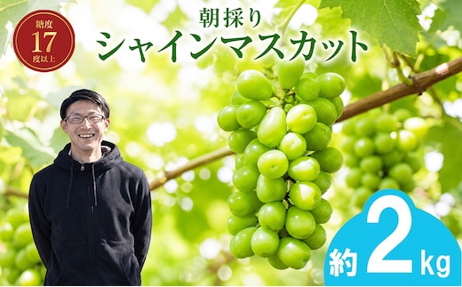 【2027年発送】 朝採りシャインマスカット 約2kg(3房～4房) 名峰讃岐富士育ち 煌めきの果実 マスカット シャインマスカット ぶどう 葡萄 ブドウ フルーツ 果物 くだもの 果実 フルーツ 旬 旬の果物 デザート スイーツ おやつ ゼリー ジュース 人気果物 人気フルーツ ランキング 香川 丸亀