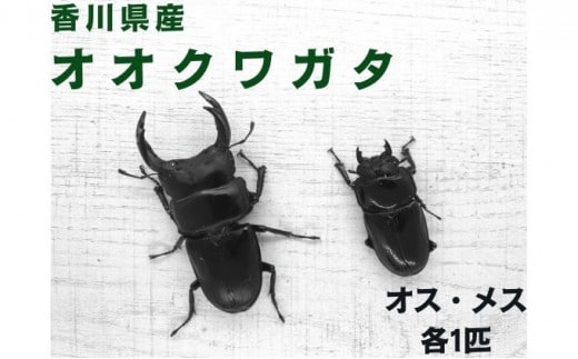 【予約受付】オオクワガタ オス・メス1ペア（各1匹・香川県産）クワガタ 昆虫 虫 虫取り 体験 夏休み 自由研究 子供 小学生 親子 ※2026年8月以降発送 香川県 丸亀市