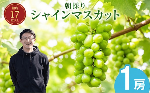 【2027年発送】 朝採りシャインマスカット 1房(約700g) 名峰讃岐富士育ち 煌めきの果実 マスカット シャインマスカット ぶどう 葡萄 ブドウ フルーツ 果物 くだもの 果実 フルーツ 旬 旬の果物 デザート スイーツ おやつ ゼリー ジュース 人気果物 人気フルーツ ランキング 香川 丸亀