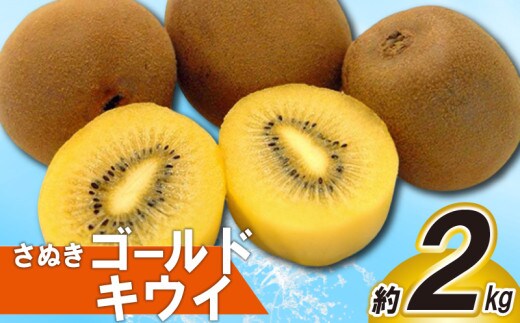 先行予約 キウイ 約2kg キウイフルーツ ゴールドキウイ さぬきゴールドキウイ 果物 果実 フルーツ 旬 デザート 選べる 容量 10月下旬～12月中旬 配送 家庭用 贈答用 ギフト プレゼント 香川県 丸亀市