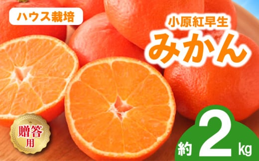 先行予約 みかん 蜜柑 ハウス 約2kg 小原紅早生 小原紅早生みかん 早生みかん 柑橘 オレンジ 果物 フルーツ 果実 旬 化粧箱入り 贈答用 プレゼント ギフト 6月下旬～8月上旬 配送 選べる 容量 香川県 丸亀市