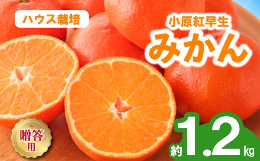 先行予約 みかん 蜜柑 ハウス 約1.2kg 小原紅早生 小原紅早生みかん 早生みかん 柑橘 オレンジ 果物 フルーツ 果実 旬 化粧箱入り 贈答用 プレゼント ギフト 6月下旬～8月上旬 配送 選べる 容量 香川県 丸亀市