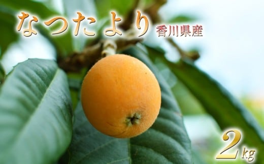 【先行予約】【2027年5月下旬以降発送】 びわ なつたより 選べる 約2kg (約1kg×2箱) 冷蔵 先行予約 枇杷 果物 フルーツ 香川県 丸亀市