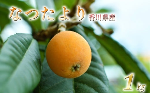 【先行予約】【2027年5月下旬以降発送】 びわ なつたより 選べる 約1kg 冷蔵 先行予約 枇杷 果物 フルーツ 香川県 丸亀市