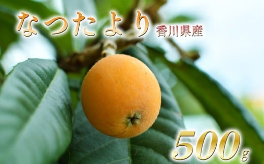 【先行予約】【2027年5月下旬以降発送】びわ なつたより 選べる 約500g化粧箱 贈答用 冷蔵 先行予約 枇杷 果物 フルーツ 香川県 丸亀市