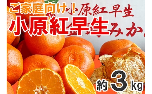 【2026年11月中旬より順次発送】【家庭用】みかん 小原紅早生 約3kg 真っ赤なみかん 小原紅早生みかん 甘い ミカン 蜜柑 フルーツ 果物 くだもの 柑橘 柑橘類 デザート 旬 産地直送 冬の味覚 旬の果物 旬のフルーツ お取り寄せ 取り寄せ