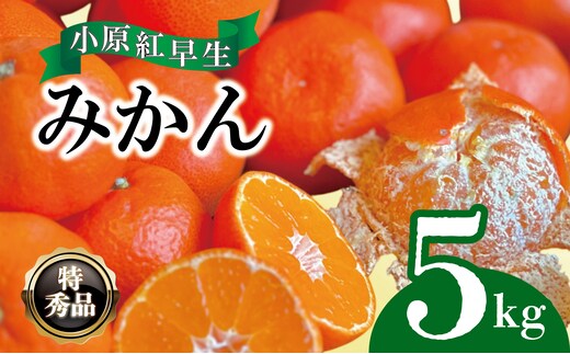 【2026年11月中旬より順次発送】【特秀品】みかん 小原紅早生 約5kg 真っ赤なみかん 小原紅早生みかん 甘い ミカン 蜜柑 フルーツ 果物 くだもの 柑橘 柑橘類 デザート 旬 産地直送 冬の味覚 旬の果物 旬のフルーツ お取り寄せ 取り寄せ
