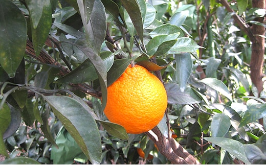 【 小豆島 】小豆島 不知火 約5kg 果物類 みかん 柑橘類 フルーツ 