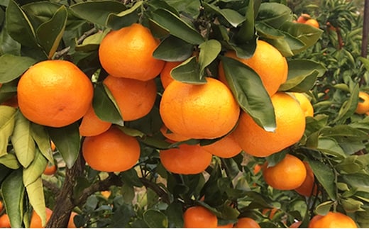 【 小豆島 】小豆島 みかん 約5kg 果物類 柑橘類 フルーツ ミカン 蜜柑 