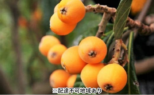 「島育ち！」初夏の味覚「びわ」 約1kg 果物類 フルーツ 枇杷 