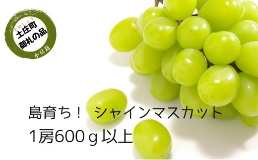 【 小豆島 】島育ち！ハウスシャインマスカット 1房化粧箱入り 600g以上 果物類 ぶどう ブドウ フルーツ 果物 