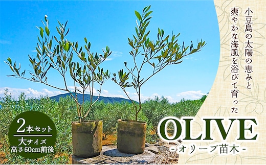 【 小豆島 】小豆島のオリーブ苗木 2本セット（大）