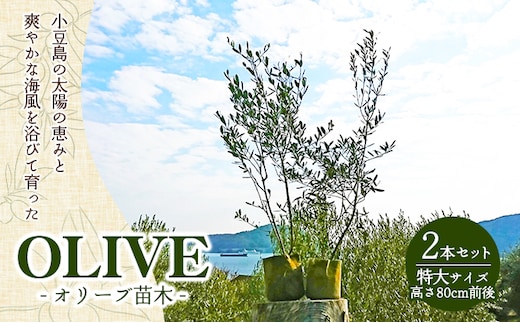 【 小豆島 】小豆島のオリーブ苗木 2本セット （特大） 地域のお礼の品 