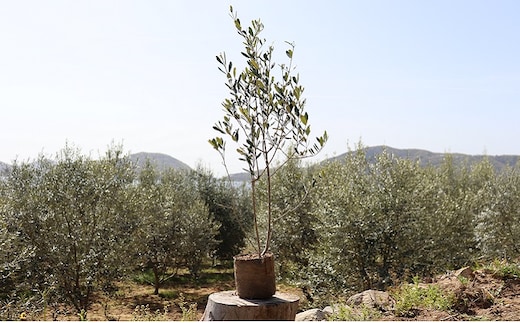 【 小豆島 】小豆島の オリーブ 苗木（特大）