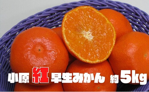 小原紅早生みかん 約5kg 果物類 柑橘類 フルーツ 