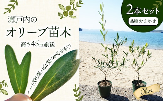 【 小豆島 】【2026年3月より発送】瀬戸内のオリーブ苗木2本セット 植物 インテリア 観葉植物 