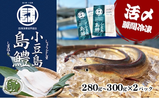 【 小豆島 】テレビで紹介されました！『小豆島島鱧』活け締め骨切り瞬間冷凍 新鮮 海の幸 ハモ