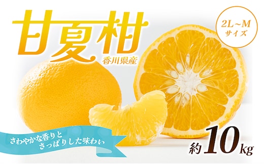 【 小豆島 】 甘夏柑 約10kg 柑橘 あまなつかん 果物 フルーツ 爽やか さっぱり くだもの 国産 香川 香川県 土庄 土庄町 