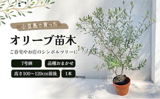【 小豆島 】小豆島で育ったオリーブ苗木！ご自宅やお店のシンボルツリーにどうぞ！ 植物 観葉植物 オリーブ 苗木 インテリア シンボルツリー オリーブ苗木 香川 香川県 土庄 土庄町