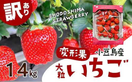 【 小豆島 】【配送エリア限定商品】＜ 訳あり ・ 大粒 ＞ 小豆島産 変形果いちご 1.4kg いちご 苺 イチゴ 女峰 女峰いちご 変形 果物 フルーツ くだもの 香川 香川県 土庄 土庄町