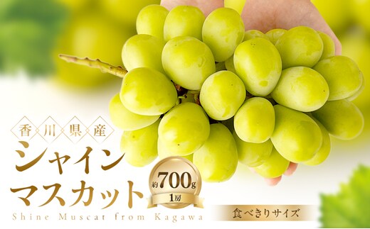 【食べきりサイズ】 シャインマスカット 約700g ぶどう ブドウ 葡萄 香川県産 国産 フルーツ 果物