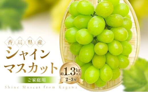 ご家庭用 シャインマスカット 約1.3kg以上(2～3房) ぶどう ブドウ 葡萄 香川県産 国産 フルーツ 果物