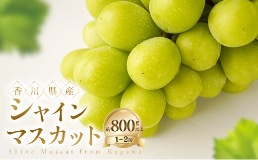 シャインマスカット 約800g以上(1～2房) ぶどう ブドウ 葡萄 香川県産 国産 フルーツ 果物
