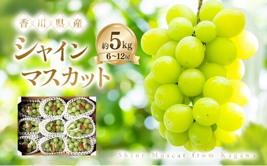シャインマスカット 約5kg ぶどう ブドウ 葡萄 香川県産 国産 フルーツ 果物
