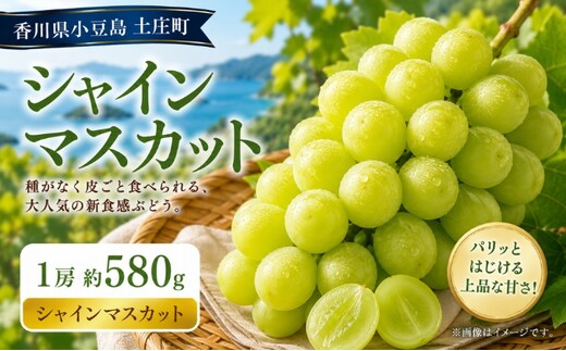 シャインマスカット 1房 約580g マスカット フルーツ 果物 香川県 土庄町