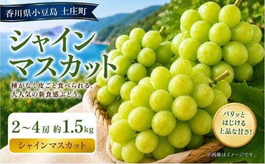 シャインマスカット 2～4房 約1.5kg マスカット フルーツ 果物 香川県 土庄町