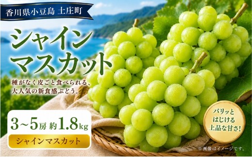 シャインマスカット 3～5房 約1.8kg マスカット フルーツ 果物 香川県 土庄町