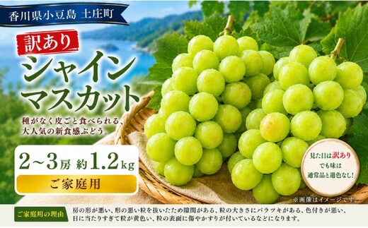 訳あり シャインマスカット 2～3房 約1.2kg マスカット フルーツ 果物 香川県 土庄町