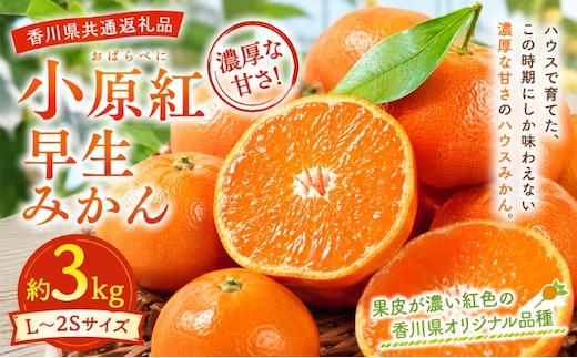 みかん 小原紅早生 約3kg L～2Sサイズ 小原紅早生みかん 香川県産 国産 早生みかん ハウスみかん ハウス栽培 紅みかん 紅色 品種登録 香川県オリジナル 柑橘 かんきつ 蜜柑 ミカン 果物 フルーツ くだもの 冬の果物 贈り物 ギフト 香川県 土庄町