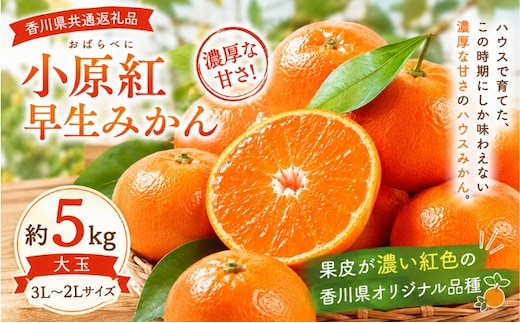 みかん 小原紅早生 大玉 約5kg 3L～2Lサイズ 香川県産 国産 小豆島 瀬戸内 小原紅早生みかん 早生みかん ハウスみかん ハウス栽培 紅みかん 紅色 品種登録 香川県オリジナル 柑橘 かんきつ 果物 冬の果物 大玉みかん 箱買い 小豆島みかん 香川県 土庄町