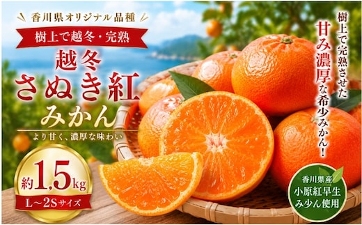 越冬さぬき紅みかん 約1.5kg みかん フルーツ 果物 香川県 土庄町