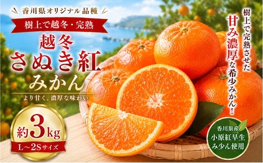 みかん 越冬さぬき紅みかん 約3kg L～2S 越冬みかん 国産 さぬき紅 樹上完熟 完熟みかん 完熟 小原紅早生 小原紅早生みかん 早生みかん 紅みかん 紅色 香川県オリジナル品種 柑橘 果物 冬の果物 金時紅 金時紅みかん 香川県発祥 かんきつ 香川県 土庄町