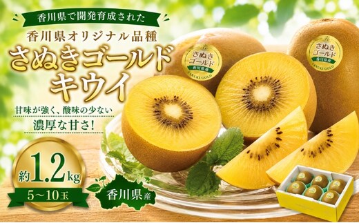 キウイ さぬきゴールド 約1.2kg 5～10玉 国産 さぬきゴールドキウイ キウイフルーツ ゴールドキウイ 黄金色 果肉 大玉 毛がない 甘い 酸味が少ない 香川県育成 果物 フルーツ くだもの デザート ヨーグルト 朝食 お取り寄せ 贈り物 ギフト 香川県 土庄町