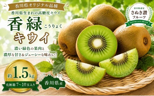 キウイ 香緑 こうりょく 約1.5kg 7～10玉入り 化粧箱 国産 香緑キウイ キウイフルーツ グリーンキウイ 緑色 果肉 高糖度 糖度が高い 香川県オリジナル 果物 フルーツ くだもの デザート 朝食 ヨーグルト 贈り物 ギフト 香川県 土庄町