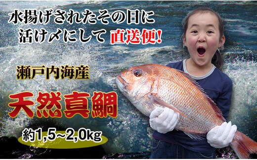 【朝獲れ直送便】瀬戸内海産の天然鯛を丸ごと1匹 大サイズ 魚貝類 加工食品 下処理なし