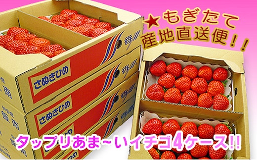 香川県のオリジナル品種/さぬき姫いちご8パック 苺 イチゴ 果物類 フルーツ 