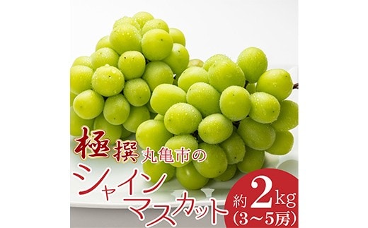 極撰！丸亀市の「シャインマスカット」約2kg（3～5房） FAH-0051