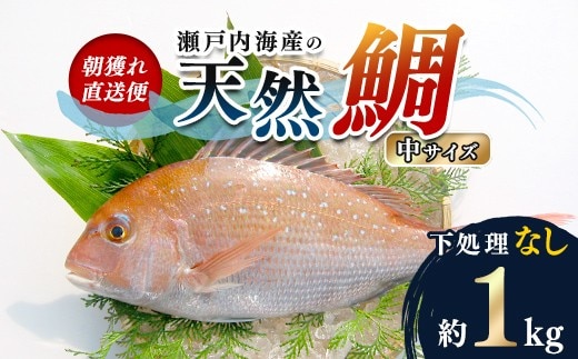 【朝獲れ直送便】天然鯛を丸ごと1匹 中サイズ 【下処理なし】 FAH-0106