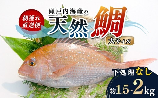 【朝獲れ直送便】瀬戸内海産の天然鯛を丸ごと1匹 大サイズ【下処理なし】 FAH-0109