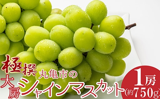 極撰！丸亀市の「大房シャインマスカット」1房（約750g） 果物 デザート ぶどう フルーツ 輝く 高糖度 風味 重宝 美味しい 甘い FAH-0131