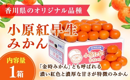 香川県のオリジナル品種 小原紅早生みかん約 5kg FAH-0137