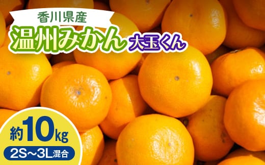 2026年秋よりお届け 温州みかん大玉くん 約10kg 果物類 柑橘類 フルーツ FAH-0176