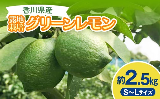 2026年秋よりお届け グリーンレモン（露地栽培）約2.5kg 果物類 柑橘類 檸檬 FAH-0177